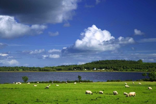 Ireland, Co Roscommon Pastoral scene of lake